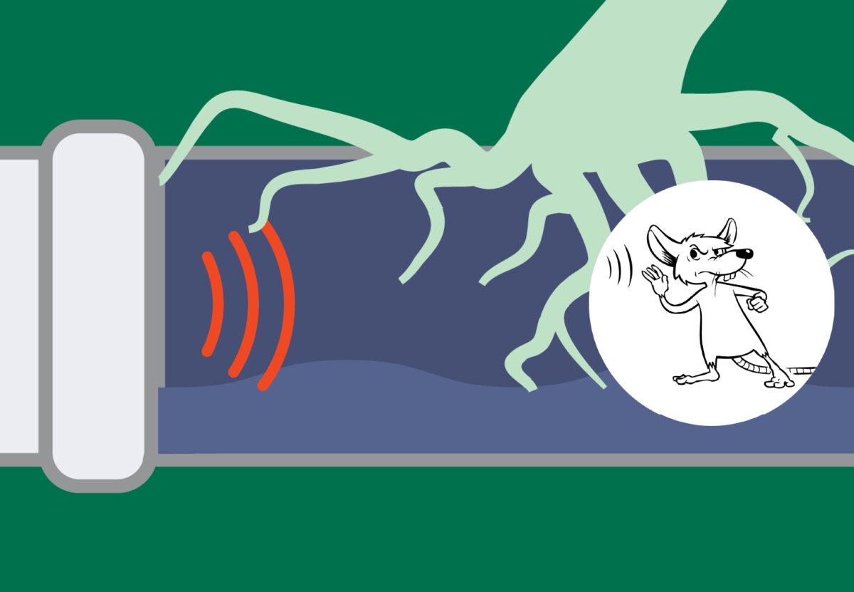 Roots destroying a sewer pipe